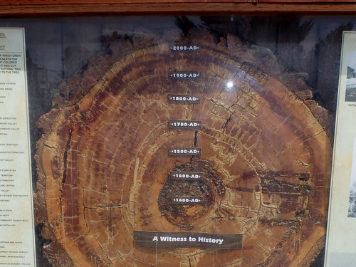 GDMBR: A tree ring dates to 1400 AD/CE.